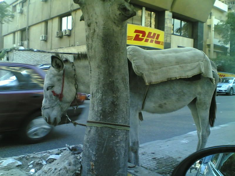 20061017035-1.jpg picture by gmsherbini