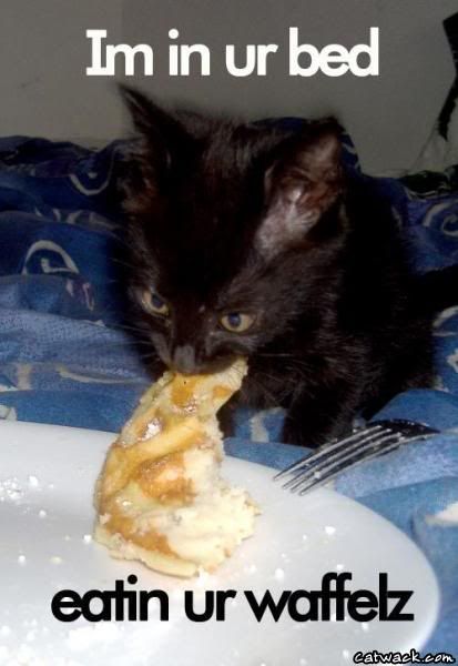 waffles cat