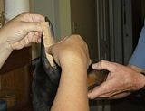pullinsert.jpg pull ear up, tape in post image by gracieface64