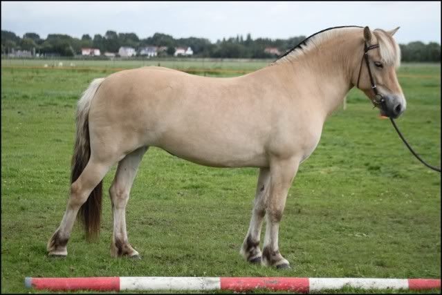 fotomeeting paarden oosterhout • bokt.nl