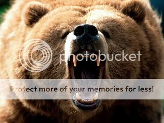 bear Pictures, Images and Photos