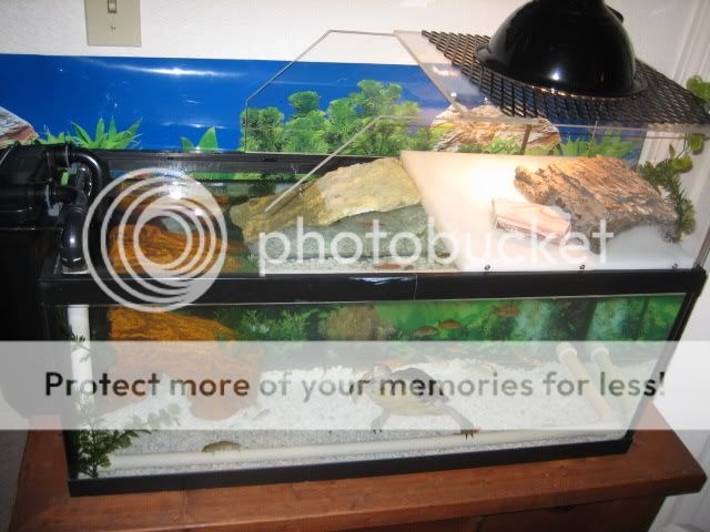 DIY turtle platform. | MonsterFishKeepers.com