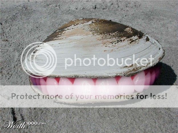 Image result for smiling clam