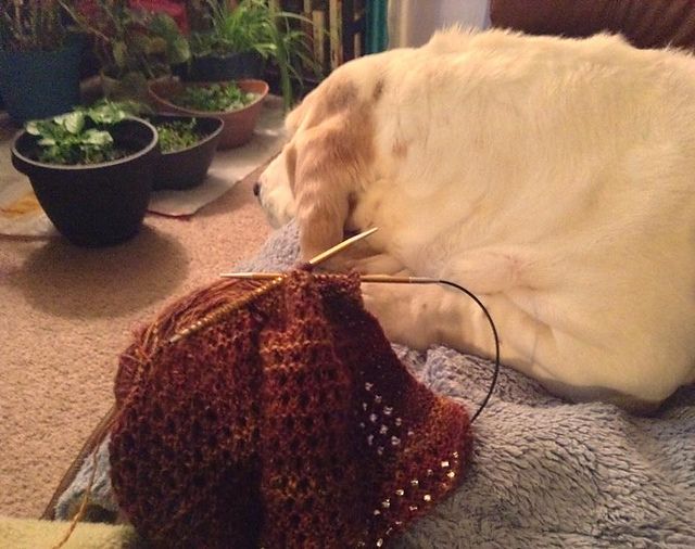  photo knit buddy_zpsyklxqph7.jpg