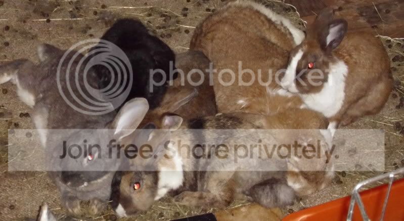 bunnypile.jpg