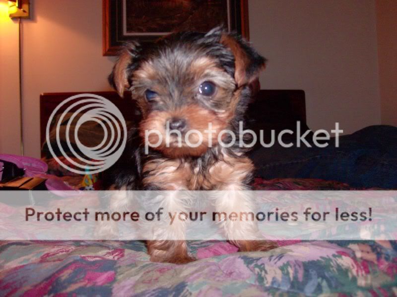 allybama       cat, are you